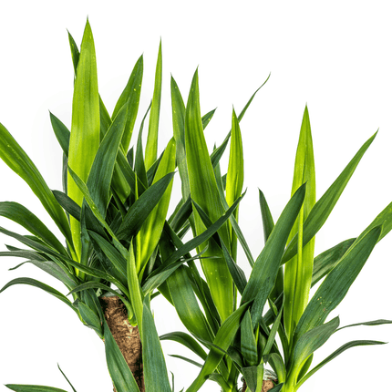 Yucca Elephantipes Verzweigt inkl. Naturkorb – Höhe 60-70cm – Ø21cm – Pflegeleichte Zimmerpalme mit robustem Stamm