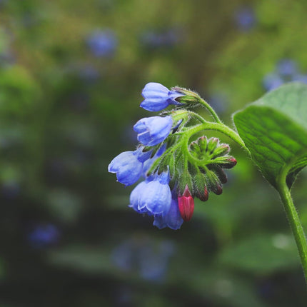 Symphytum grandiflorum Wisley Blue – 12 Pflanzen – Ø9cm – Höhe 10-25cm – Blauer Beinwell – Bodendecker für Schattenbeet – Winterharte Staude