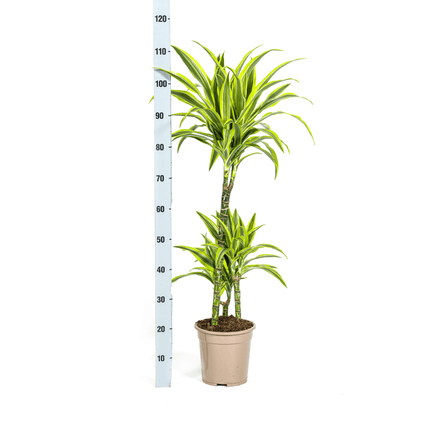 Dracaena Deremensis Lemon Lime inkl. Naturkorb – Höhe 90-110cm Ø21cm – Tropische Zimmerpflanze mit zweifarbigem Blattwerk – Ideal für Zuhause & Büro