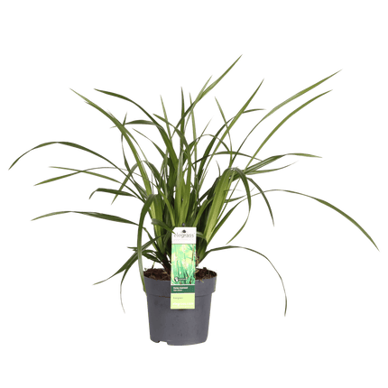 Carex morrowii 'Irish Green' – Immergrünes Ziergras – Ø19cm ↕40cm – Robuste Gartenpflanze für Sonne & Schatten