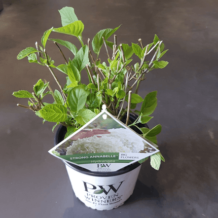 Hortensie – Hydrangea arborescens 'Strong Annabelle' – Ø19cm ↕30cm – Winterharte Gartenpflanze mit großen weißen Blüten
