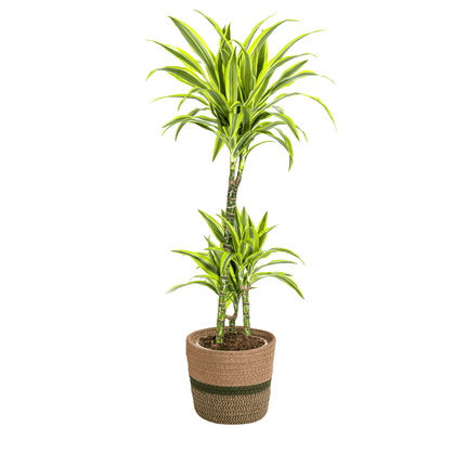Dracaena Deremensis Lemon Lime inkl. Naturkorb – Höhe 90-110cm Ø21cm – Tropische Zimmerpflanze mit zweifarbigem Blattwerk – Ideal für Zuhause & Büro