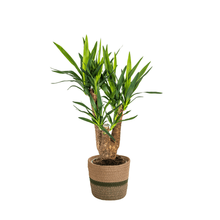 Yucca Elephantipes Verzweigt inkl. Naturkorb – Höhe 60-70cm – Ø21cm – Pflegeleichte Zimmerpalme mit robustem Stamm