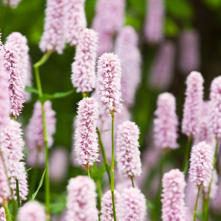 Persicaria bistorta Schlangenknöterich – 60 Pflanzen Ø9cm – Höhe 10-25cm – Blühende Staude für feuchte Beete Teichrand Naturgarten