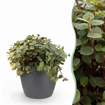 Calissia Repens Zimmerpflanze mit grauem Topf Ø12cm Höhe 17-20cm Haustierfreundliche Grünpflanze pflegeleicht für Wohnzimmer Büro Schlafzimmer