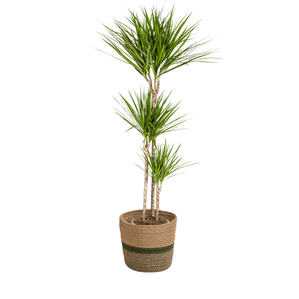Dracaena Marginata Green inkl. Naturkorb – Höhe 130-150cm – Ø24cm – Elegante Zimmerpflanze mit schmalen, grünen Blättern