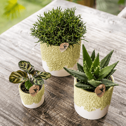 Ziertopf Bloom Green – Dekorativer Blumentopf Ø12cm – Übertopf mit Blütenstruktur – Design Pflanztopf in Grün für Zimmerpflanzen Kräuter & Deko