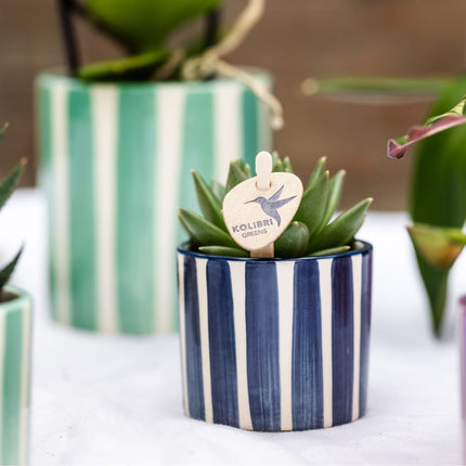 Set mit Orchidee Lima & Sukkulenten – In Keramiktöpfen Ø9cm & Ø6cm – Blühende Zimmerpflanze mit Sukkulenten – Dekoratives Pflanzenset