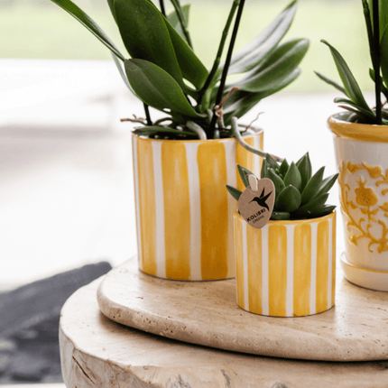 Mediterranean Sunset Geschenkset – Pflanzenset mit weißer Orchidee Lausanne & 2 Sukkulenten – In gelben Ziertöpfen & Korbtablett