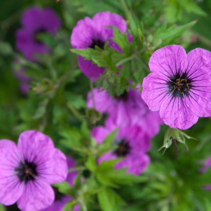 Geranium macrorrhizum Bevan's Variety – 24 Pflanzen – Ø9cm – Höhe 10-25cm – Winterharte Bodendecker Staude – Rosa Blüten – Pflegeleicht für Beet & Garten