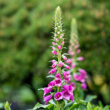 Roter Fingerhut Digitalis purpurea – 6 Pflanzen – 10-25cm – Ø9cm – Hohe Blütenstaude für Garten & Cottage – Beet – Bienenfreundliche Sommerblume