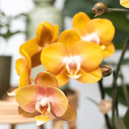 Phalaenopsis-Orchidee Las Vegas – 2 Pflanzen – Orange – Ø12cm – Zimmerpflanze mit 3-4 Blütenstielen – Edle Multiflora-Orchidee für Wohnung & Büro