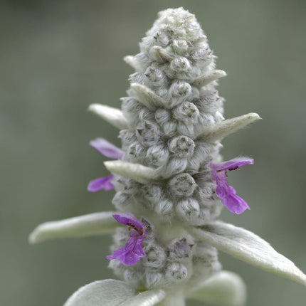 Stachys byzantina – 12 Pflanzen – Ø9cm – Höhe 10-25cm – Winterharte Staude – Silberlaub Bodendecker – Trockenheitsresistent für Beet & Steingarten