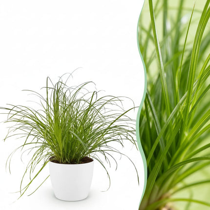 Cyperus Alternifolius Zumula Katzengras – Zimmerpflanze im weißen Topf Ø12cm Höhe20cm – Haustierfreundliche Grünpflanze – Pflegeleicht