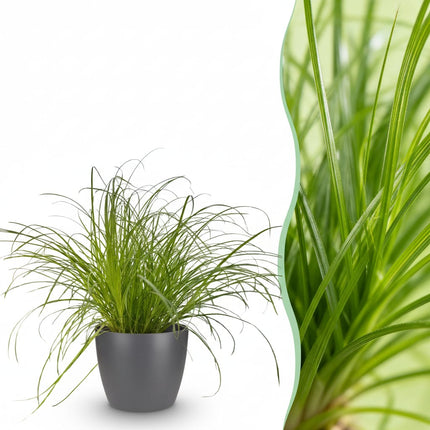 Cyperus Alternifolius Zumula Katzengras – Zimmerpflanze im grauen Topf Ø12cm Höhe20cm – Haustierfreundliche Grünpflanze – Pflegeleicht
