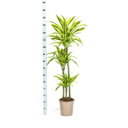 Dracaena Deremensis Lemon Lime inkl. Naturkorb – Höhe 130-150cm – Ø24cm – Zweifarbige Zimmerpflanze mit leuchtend grünen Blättern