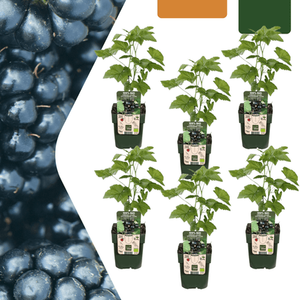 Bio Brombeere Rubus fruticosus – Biologische Brombeersträucher – Ø13cm – ↕20cm – 6 Pflanzen – Frostbeständig & Vieltragend