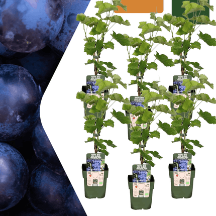 Bio Weintraube – Vitis vinifera – Ø13cm – ↕20cm – 6 Pflanzen – Biologische Weinpflanzen für Garten, Balkon & Terrasse – Selbstgezogen, Frostbeständig