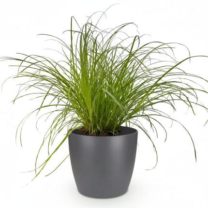 Cyperus Alternifolius Zumula Katzengras – Zimmerpflanze im grauen Topf Ø12cm Höhe20cm – Haustierfreundliche Grünpflanze – Pflegeleicht
