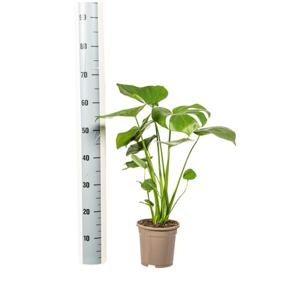 Fensterblatt Monstera Deliciosa Tauerii – Zimmerpflanze – Ø17cm – 50-70cm hoch – üppige, grüne Kletterpflanze