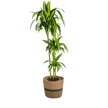 Dracaena Deremensis Hawaiian Sunshine inkl. Naturkorb – Höhe 130-150cm – Ø24cm – Tropische Zimmerpflanze mit zweifarbigem Laub