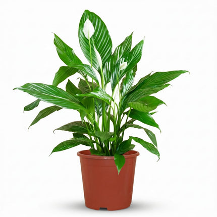 Spathiphyllum Mondblume Zimmerpflanze 70-80cm 19cm Pflegeleichte Grünpflanze mit weißen Blüten für Wohnzimmer Büro & Schlafzimmer