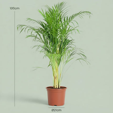 Goldpalme Dypsis Lutescens Areca Zimmerpflanze 90-100cm Ø21cm Pflegeleichte Grünpflanze für Wohnzimmer Büro & Wintergarten