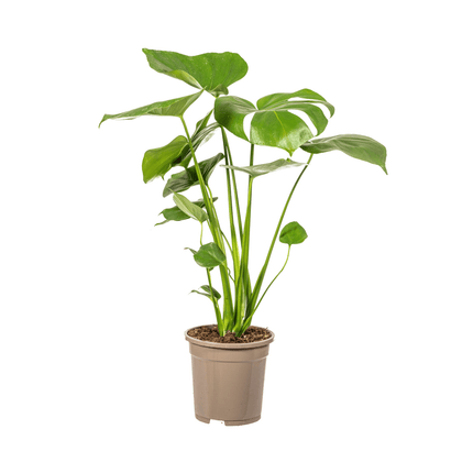 Fensterblatt Monstera Deliciosa Tauerii – Zimmerpflanze – Ø17cm – 50-70cm hoch – üppige, grüne Kletterpflanze