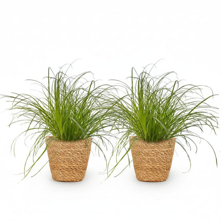 Cyperus Alternifolius Zumula Katzengras – 2er Set Zimmerpflanzen im Korb Ø12cm Höhe20cm – Haustierfreundliche Grünpflanze – Pflegeleicht