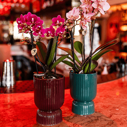 Phalaenopsis Orchidee Chamonix – Ø9cm – Violett/Bordeaux blühende Zimmerpflanze – Kräftige Orchidee mit 2-3 Trieben – Frisch vom Züchter