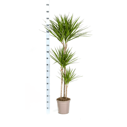 Dracaena Marginata Green inkl. Naturkorb – Höhe 130-150cm – Ø24cm – Elegante Zimmerpflanze mit schmalen, grünen Blättern