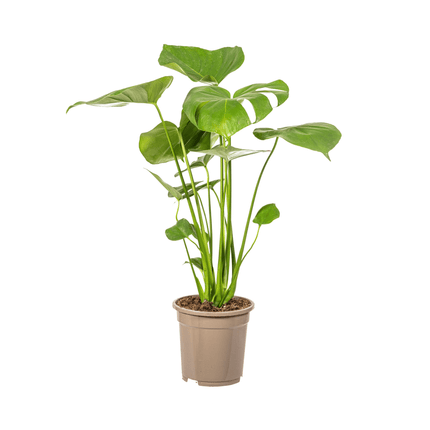 Fensterblatt Monstera Deliciosa Tauerii – Zimmerpflanze – Ø17cm – 50-70cm hoch – üppige, grüne Kletterpflanze