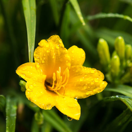Hemerocallis Stella de Oro – 12 Pflanzen – Ø9cm – Höhe 10-25cm – Goldgelbe Taglilie – Dauerblühende Staude – Winterhart für Beet & Steingarten