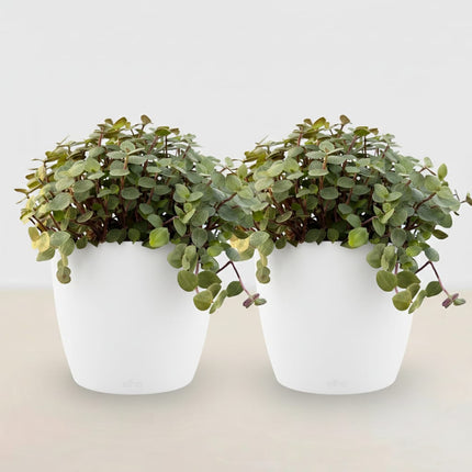 Calissia Repens Zimmerpflanze 2er Set mit weißem Topf Ø12cm Höhe 17-20cm Haustierfreundliche Grünpflanze pflegeleicht für Wohnzimmer Büro Schlafzimmer