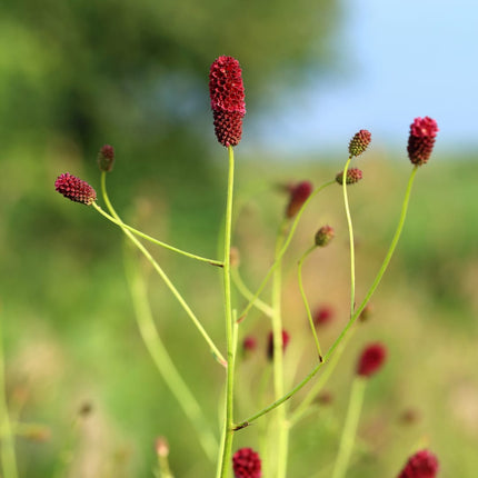 Sanguisorba officinalis Tanna – 24 Pflanzen – Ø9cm – Höhe 10-25cm – Winterharte Staude – Dunkelrosa Blütenähren