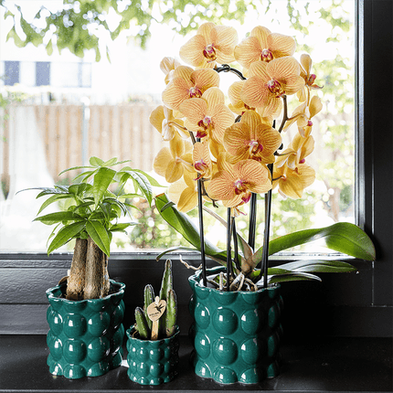 Übertopf Cotton Shine grün Ø6cm – Mini Blumentopf mit Blasenrelief – hochglänzender Retro – Übertopf im 70er – Design – Zimmerpflanzen
