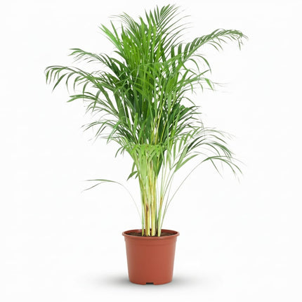 Goldpalme Dypsis Lutescens Areca Zimmerpflanze 90-100cm Ø21cm Pflegeleichte Grünpflanze für Wohnzimmer Büro & Wintergarten