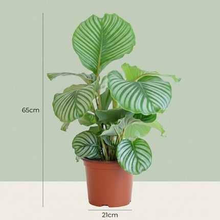 Korbmarante Calathea orbifolia – Ø21cm – 60-70cm hoch – Elegante Zimmerpflanze mit silbrig – grünen Blättern – Pflegeleicht & luftreinigend