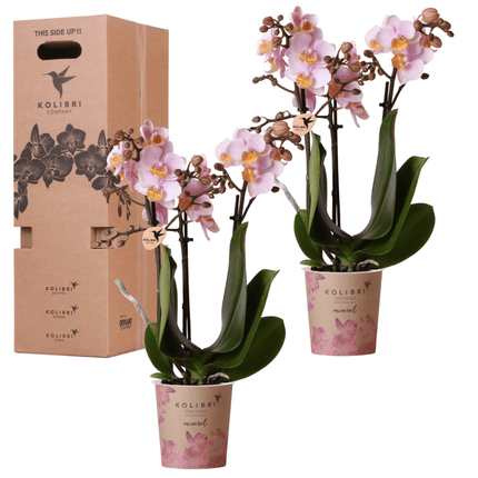 Orchideen Überraschungsbox – 2 Orchideen – 9cm – Frisch vom Züchter – Perfektes Geschenk & Pflanzen – Überraschung
