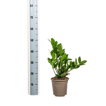 Glücksfeder – Zamioculcas Zamiifolia – Zimmerpflanze – Ø17cm – ↕40-50cm – Pflegeleicht & robust – Ideal für Büro & Wohnzimmer