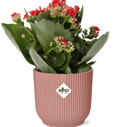 Flammendes Käthchen – Kalanchoe Rosalina Don Justino Rot – Zimmerpflanze mit roten, gefüllten Blüten – Inklusive Vibes Fold Topf Rosa 14cm