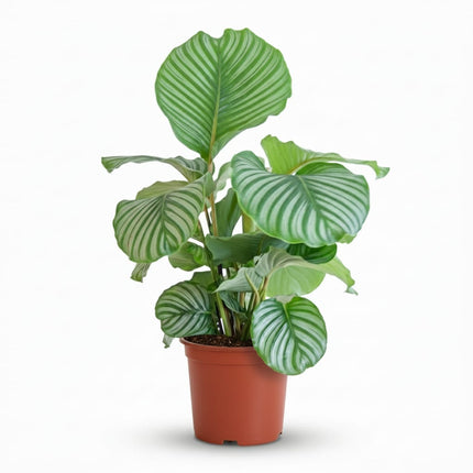 Korbmarante Calathea orbifolia – Ø21cm – 60-70cm hoch – Elegante Zimmerpflanze mit silbrig – grünen Blättern – Pflegeleicht & luftreinigend