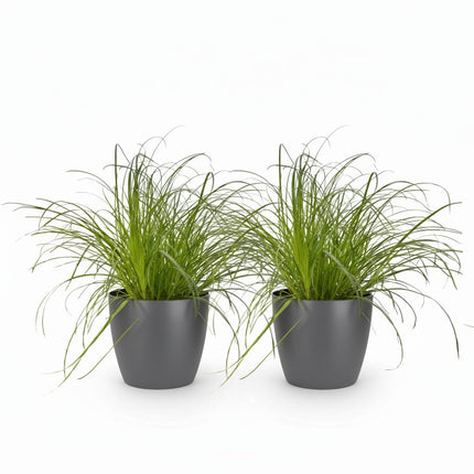 Cyperus Alternifolius Zumula Katzengras – 2er Set Zimmerpflanzen im grauen Topf Ø12cm Höhe20cm – Haustierfreundliche Grünpflanze – Pflegeleicht