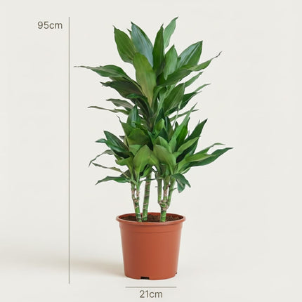 Drachenbaum Janet Craig Dracaena Zimmerpflanze 90-100cm Ø21cm Pflegeleichte Grünpflanze für Wohnzimmer Büro & Innenräume