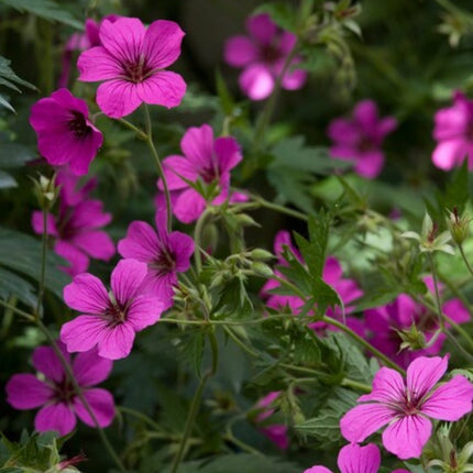 Geranium sanguineum Max Frei – 24 Pflanzen – Ø9cm – Höhe 10-25cm – Karminroter Storchschnabel – Winterharter Bodendecker – Für Beet & Steingarten