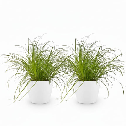 Cyperus Alternifolius Zumula Katzengras Pflanze 2er Set mit weißem Topf Ø12cm Höhe 20cm Haustierfreundliche Grünpflanze pflegeleicht für Zimmer & Büro