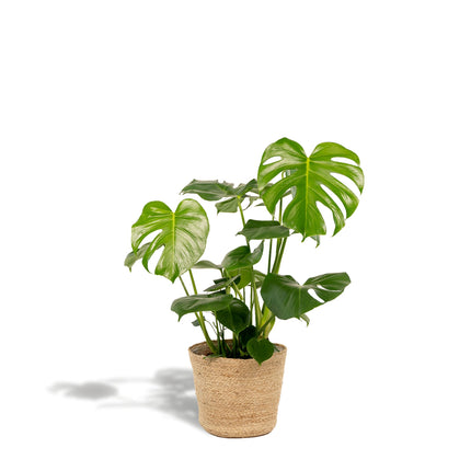 Monstera Deliciosa – ↕80cm – Ø21cm inkl. Naturkorb – Zimmerpflanze mit großen Fensterblättern – Luftreinigende Tropenpflanze im Naturkorb