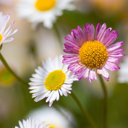 Erigeron karvinskianus Mexikanisches Gänseblümchen – 48 Pflanzen Ø9cm – Höhe 10-25cm – Dauerblühende Staude für Beete Mauern Töpfe Balkon – winterhart pflegeleicht bienenfreundlich