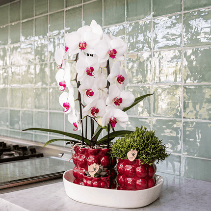 Übertopf Cotton Shine rot Ø6cm – Mini Blumentopf mit Reliefmuster – hochglänzender Retro – Übertopf im 70er – Design – Zimmerpflanzen
