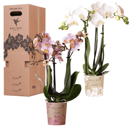 Orchideen Überraschungsbox – 2 Orchideen – 9cm – Pflanzen – Vorteilsbox – frische Lieferung direkt vom Züchter